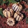 Sweet Dumpling Acorn Squash Seeds -Park Seed® Shop 52742 pk p1