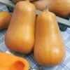 Honeybaby Hybrid Butternut Squash Seeds -Park Seed® Shop 52743 pk p1