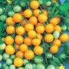 Honeybee Hybrid Cherry Tomato Seeds -Park Seed® Shop 52748 pk p1