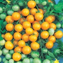 Honeybee Hybrid Cherry Tomato Seeds