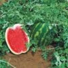 Topgun Hybrid Watermelon Seeds 2 Topgun Hybrid Watermelon Seeds -Park Seed® Shop 52755
