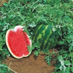 Topgun Hybrid Watermelon Seeds
