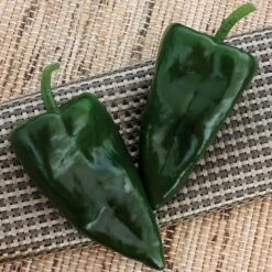 Trident Hybrid Pepper Seeds