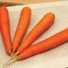 Fuerte Hybrid Carrot Seeds 2 Fuerte Hybrid Carrot Seeds -Park Seed® Shop 52768 pk p1