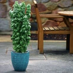 Everleaf Emerald Towers Basil Seeds