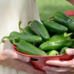 Park's Whopper Jalapeño Pepper Seeds (P) Pkt Of 15 Seeds -Park Seed® Shop 52776 PK P1 2