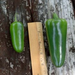 Park's Whopper Jalapeño Pepper Seeds (P) Pkt Of 15 Seeds -Park Seed® Shop 52776 PK P1 3