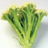 Fioretto 60 Cauliflower Seeds 1 Fioretto 60 Cauliflower Seeds -Park Seed® Shop 52780 PK P1