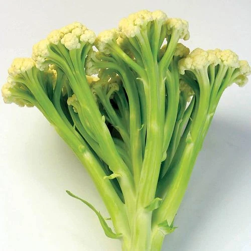 Fioretto 60 Cauliflower Seeds 3 Fioretto 60 Cauliflower Seeds