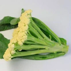Fioretto 60 Cauliflower Seeds 5 Fioretto 60 Cauliflower Seeds -Park SeedĀ® Shop 52780 PK P1 1