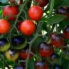 Midnight Snack Hybrid Cherry Tomato Seeds -Park Seed® Shop 52781 pk p1