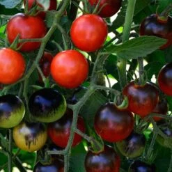 Midnight Snack Hybrid Cherry Tomato Seeds
