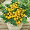 Patio Choice Yellow Hybrid Cherry Tomato Seeds 2 Patio Choice Yellow Hybrid Cherry Tomato Seeds -Park SeedĀ® Shop 52782 pk p1