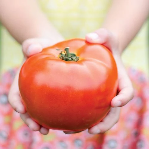 Park Seed Legacy Tomato Seeds (P) Pkt Of 20 Seeds 4 Park Seed Legacy Tomato Seeds (P) Pkt Of 20 Seeds - Image 2