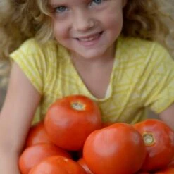 Park Seed Legacy Tomato Seeds (P) Pkt Of 20 Seeds 10 Park Seed Legacy Tomato Seeds (P) Pkt Of 20 Seeds -Park Seed® Shop 52785 PK P1 2