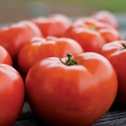 Park Seed Legacy Tomato Seeds (P) Pkt Of 20 Seeds