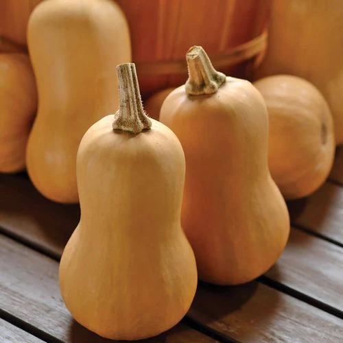 Butterbaby Organic Squash Seeds 3 Butterbaby Organic Squash Seeds