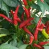 Thai Super Chili Hybrid Pepper Seeds (P) Pkt Of 15 Seeds 1 Thai Super Chili Hybrid Pepper Seeds (P) Pkt Of 15 Seeds -Park Seed® Shop 52794 pk p1