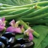 Nautica Bush Bean Seeds 1 Nautica Bush Bean Seeds -Park Seed® Shop 52796