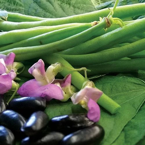 Nautica Bush Bean Seeds 3 Nautica Bush Bean Seeds