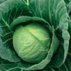 Crystal Vantage Hybrid Cabbage Seeds -Park Seed® Shop 52804 PK 1000