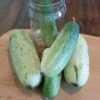Garden Bush Pickle F1 Cucumber Seeds 1 Garden Bush Pickle F1 Cucumber Seeds -Park Seed® Shop 52807