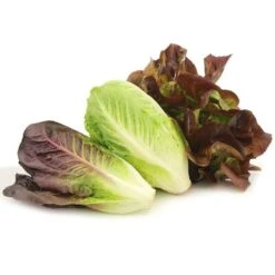 Park Seed Organic Tricolor Romaine Blend Seeds