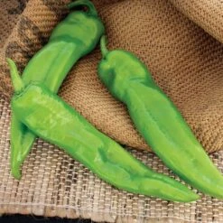 Desperado Hybrid Pepper Seeds -Park Seed® Shop 52814 PK P1 1