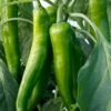 Desperado Hybrid Pepper Seeds