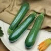 Spineless Perfection Zucchini Seeds -Park Seed® Shop 52817 pk p1