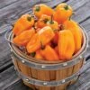 Just Sweet Pepper Seeds -Park Seed® Shop 52820 pk p1