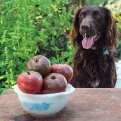 Purple Boy Hybrid Tomato Seeds (P) Pkt Of 10 Seeds -Park Seed® Shop 52823 PK P1 2