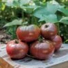 Purple Boy Hybrid Tomato Seeds (P) Pkt Of 10 Seeds 2 Purple Boy Hybrid Tomato Seeds (P) Pkt Of 10 Seeds -Park Seed® Shop 52823 pk p1