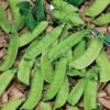 Mammoth Melting Organic Snow Pea Seeds -Park Seed® Shop 52824 pk p1