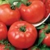Chef's Choice Red Hybrid Tomato Seeds -Park Seed® Shop 52825 pk p1