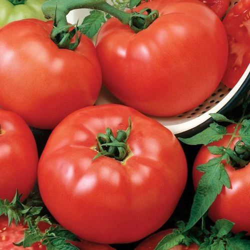 Chef's Choice Red Hybrid Tomato Seeds 3 Chef's Choice Red Hybrid Tomato Seeds