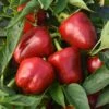 Snackabelle Red Pepper Seeds -Park Seed® Shop 52826 PK P1