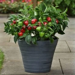Snackabelle Red Pepper Seeds 7 Snackabelle Red Pepper Seeds -Park Seed® Shop 52826 PK P1 2
