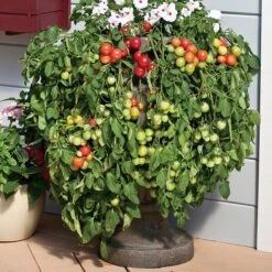 Cherry Fountain Tomato Seeds (P) Pkt Of 15 Seeds