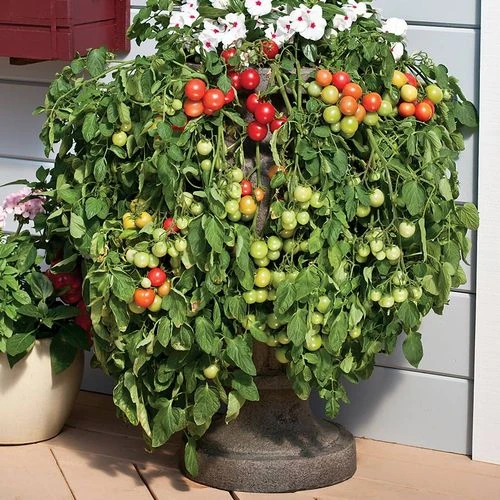 Cherry Fountain Tomato Seeds (P) Pkt Of 15 Seeds 3 Cherry Fountain Tomato Seeds (P) Pkt Of 15 Seeds