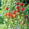 Celano F1 Grape Tomato Seeds 2 Celano F1 Grape Tomato Seeds -Park Seed® Shop 52848 PK P1
