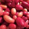 Clancy F1 Pelleted Potato Seeds 1 Clancy F1 Pelleted Potato Seeds -Park Seed® Shop 52853 PK P1