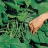 Jade Organic Bush Bean Seeds (L) 1 lb 1 Jade Organic Bush Bean Seeds (L) 1 lb -Park Seed® Shop 52858 PK L