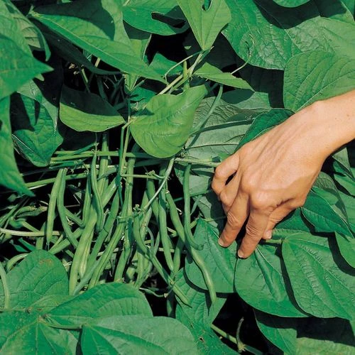 Jade Organic Bush Bean Seeds (P) Pkt Of 100 Seeds 3 Jade Organic Bush Bean Seeds (P) Pkt Of 100 Seeds