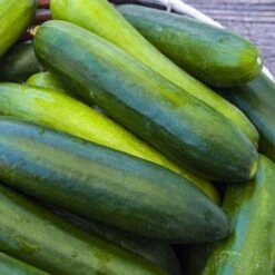 Paraiso Organic Cucumber Seeds