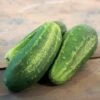 Excelsior Organic Cucumber Seeds 2 Excelsior Organic Cucumber Seeds -Park Seed® Shop 52860 PK P1