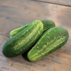 Excelsior Organic Cucumber Seeds -Park Seed® Shop 52860 PK P1 1