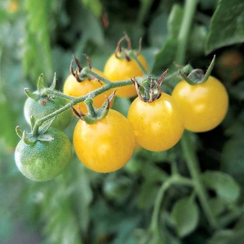 Fire Fly Tomato Seeds 3 Fire Fly Tomato Seeds