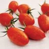 Red Torch Tomato Seeds 2 Red Torch Tomato Seeds -Park SeedĀ® Shop 52865 PK P1