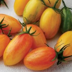 Artisan - Blush Organic Hybrid Cherry Tomato Seeds